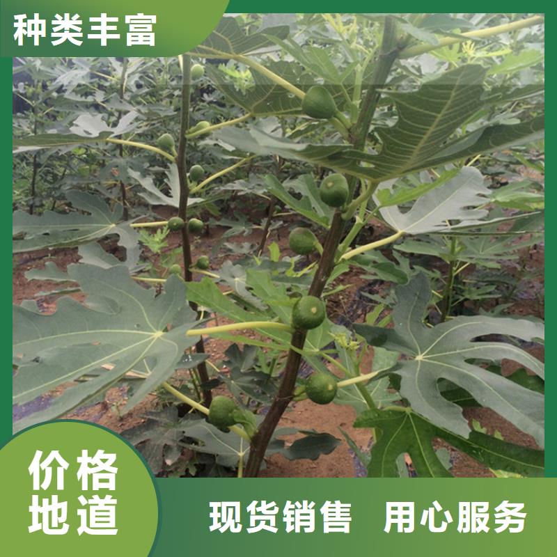 【无花果-玛瑙红石榴苗按需定制真材实料】