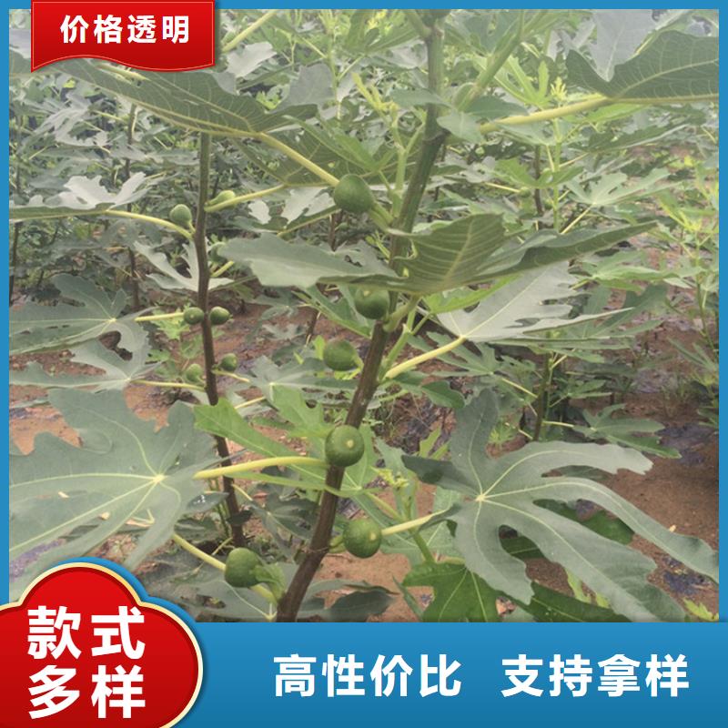 无花果樱桃苗品牌企业