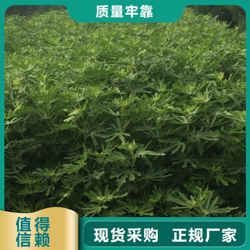 【无花果-玛瑙红石榴苗按需定制真材实料】