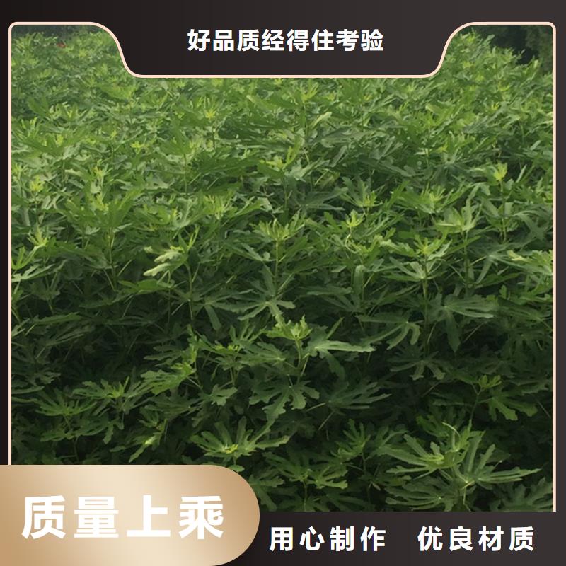 无花果樱桃苗客户好评