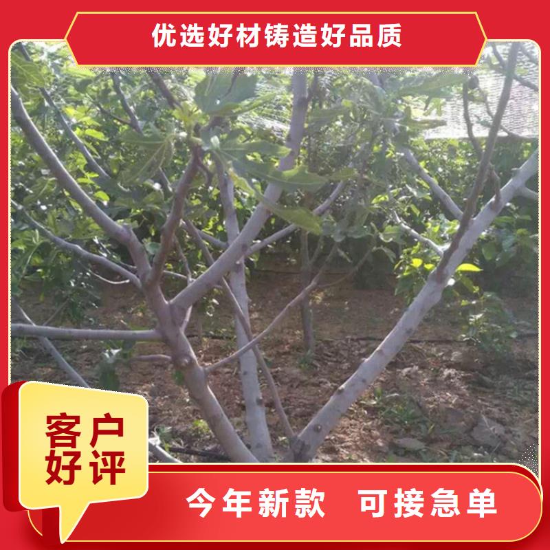 【无花果】,3公分石榴苗海量库存