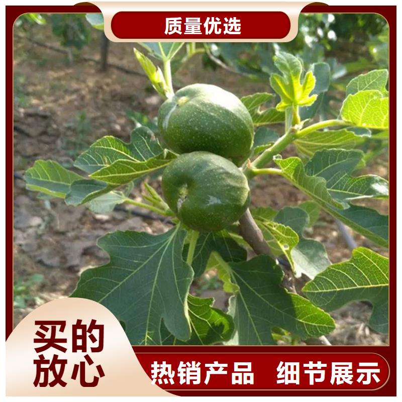 无花果,李树苗现货快速采购