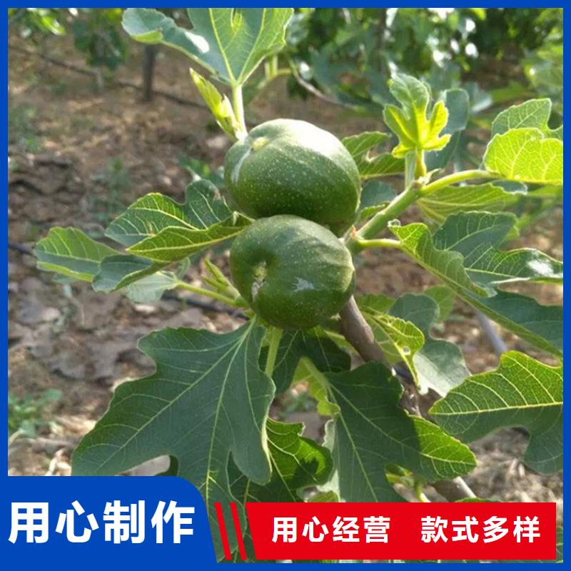 无花果樱桃苗今日价格