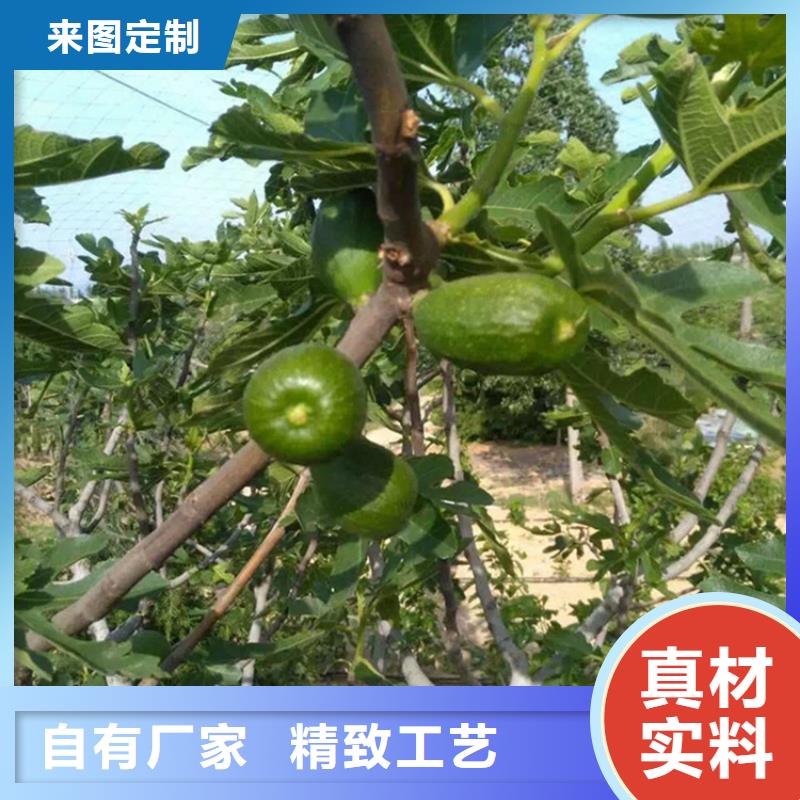 无花果樱桃苗款式多样