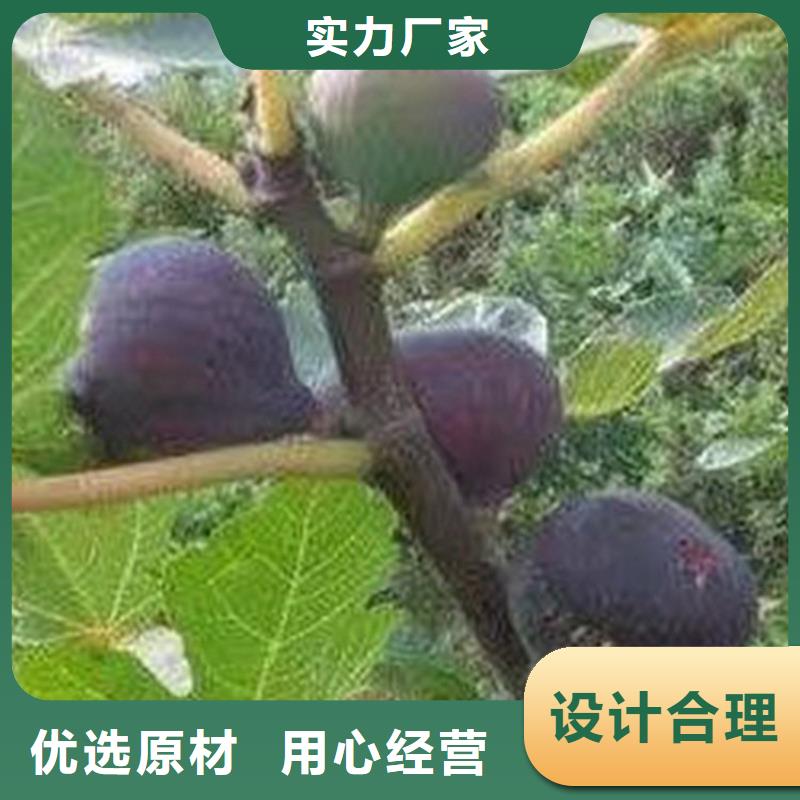 【无花果杏树苗质量优选】