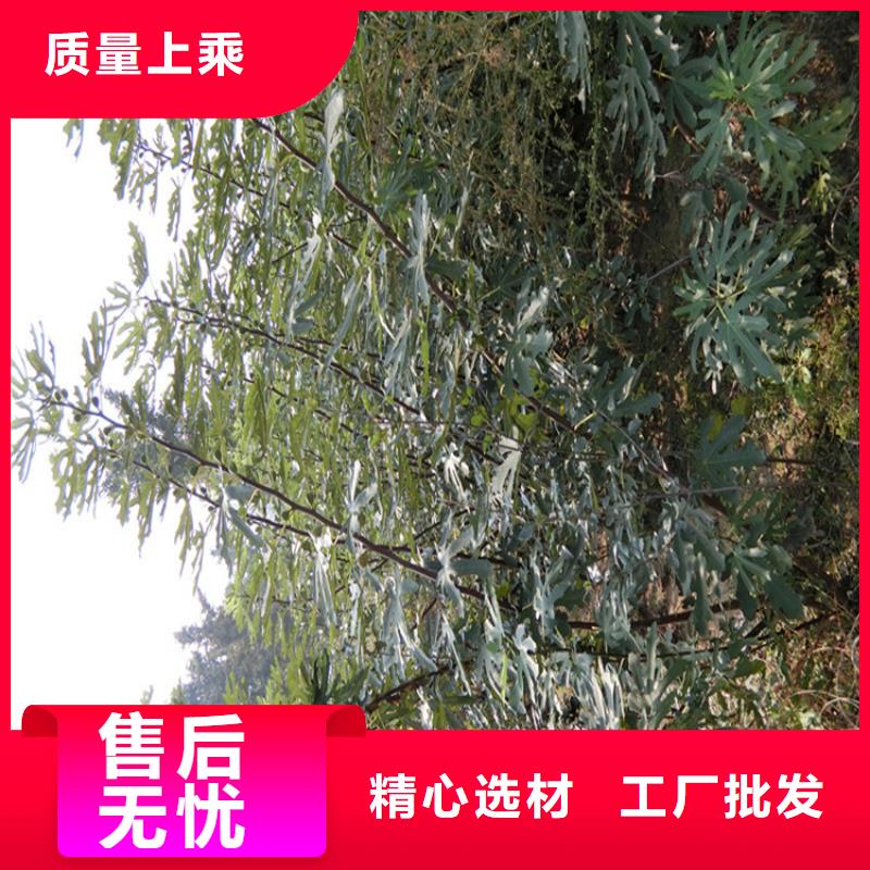 无花果苹果苗优选好材铸造好品质