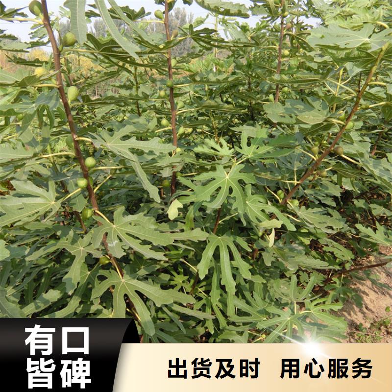 无花果樱桃苗优良材质