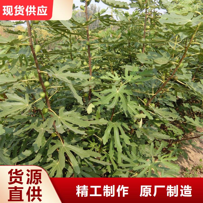 无花果樱桃苗源厂供货