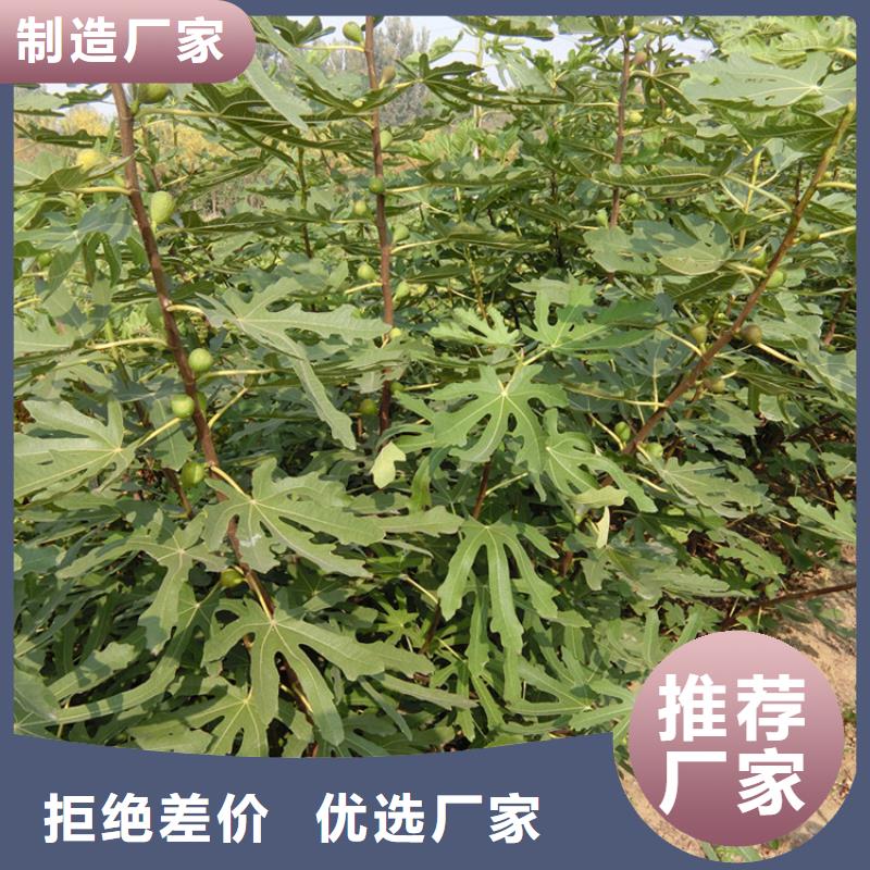 无花果樱桃苗客户好评