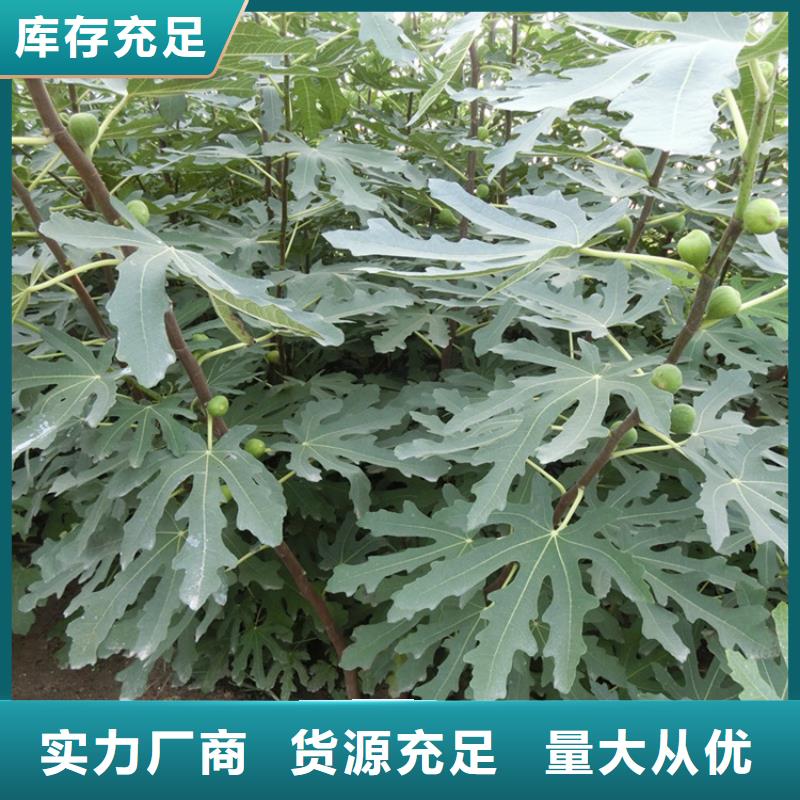 无花果樱桃苗品牌企业