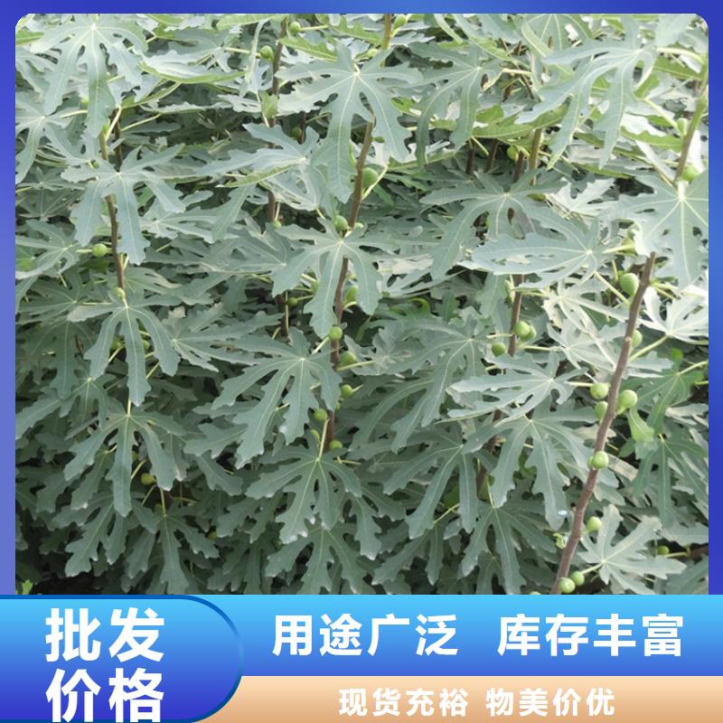 无花果,石榴树用心做产品