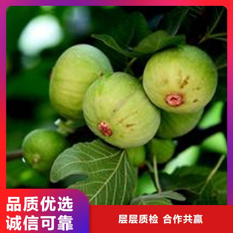 无花果樱桃苗客户好评