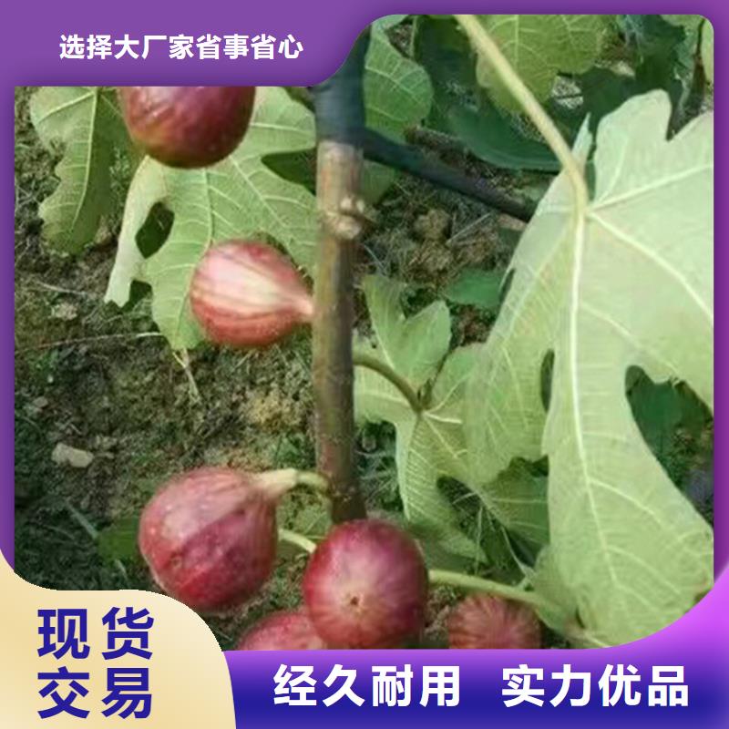 【无花果杏树苗质量优选】