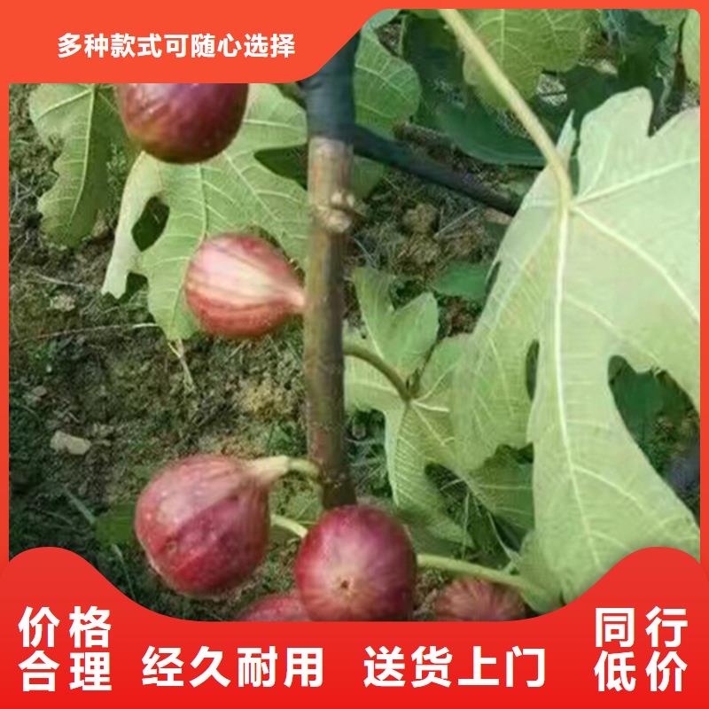 无花果葡萄苗拒绝中间商