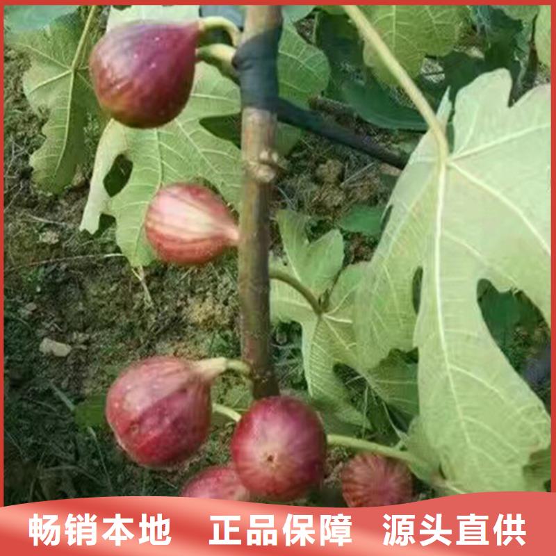 无花果,石榴树用心做产品