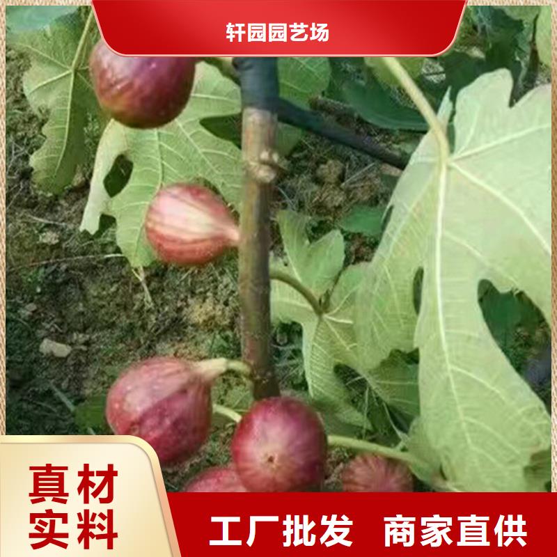 【无花果】樱桃苗现货销售