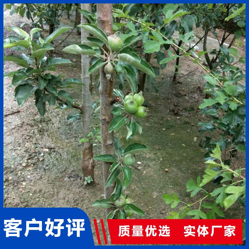 苹果苹果苗按需定做