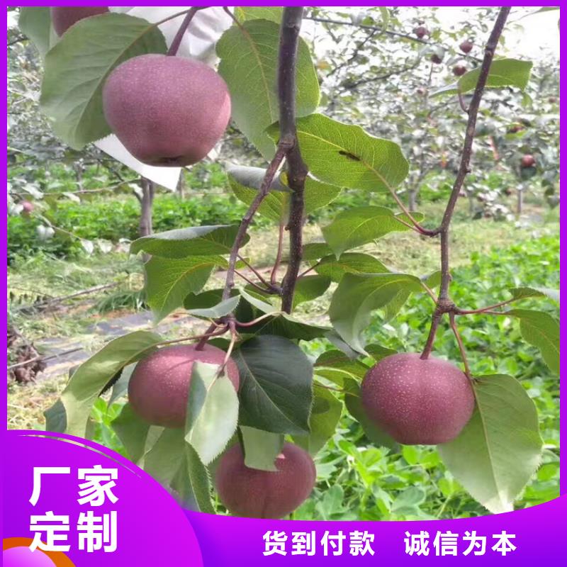 【苹果红石榴苗基地核心技术】