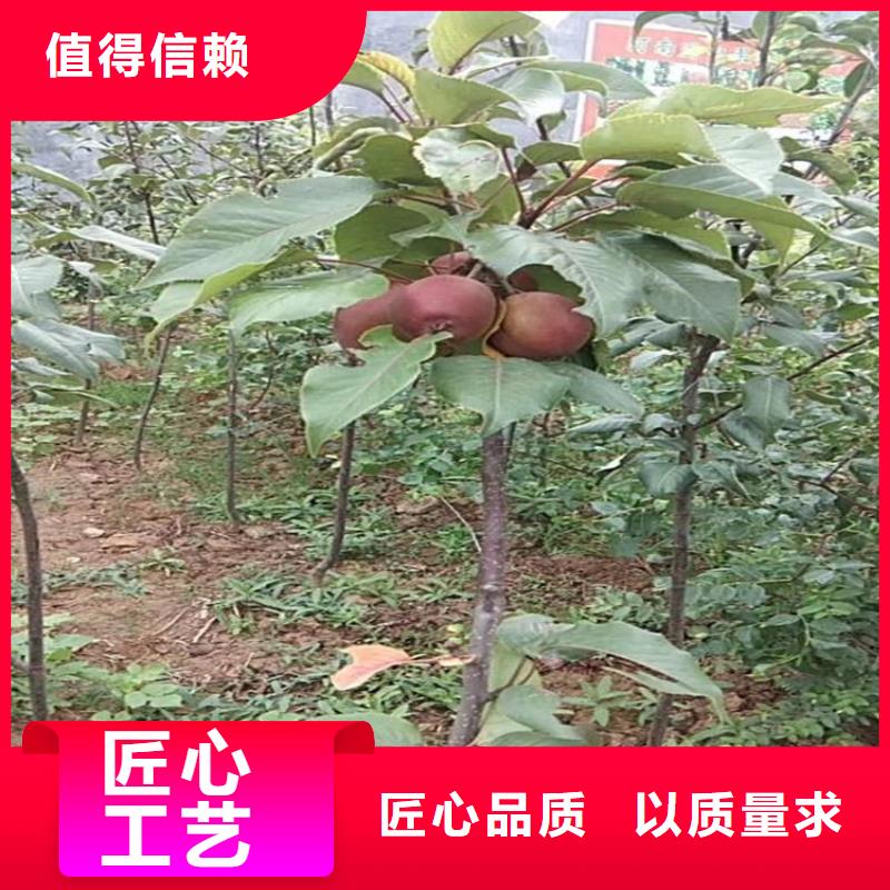 苹果苹果苗精益求精