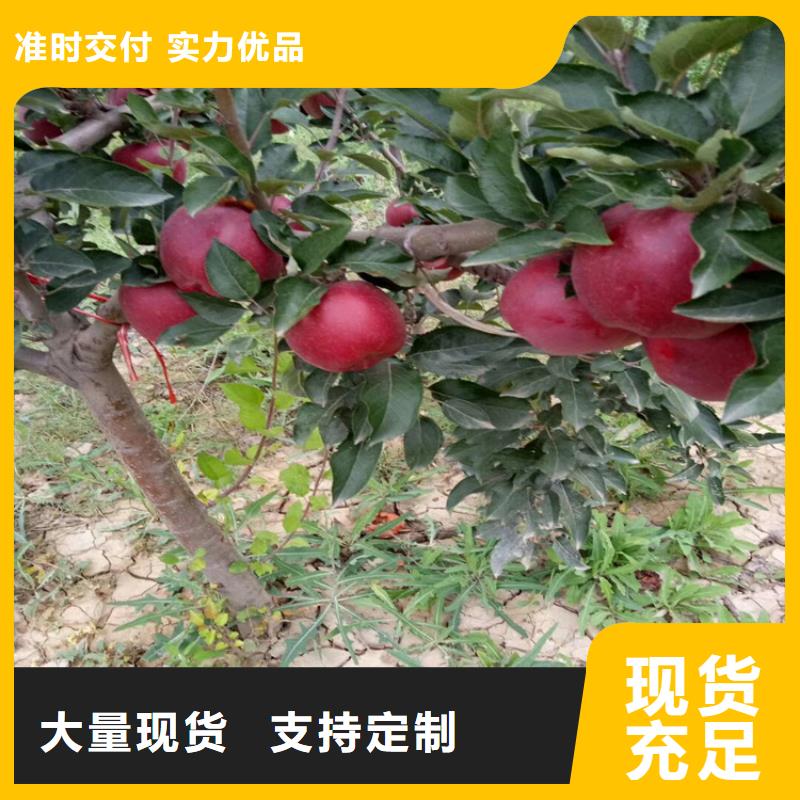 苹果无花果苗好产品不怕比