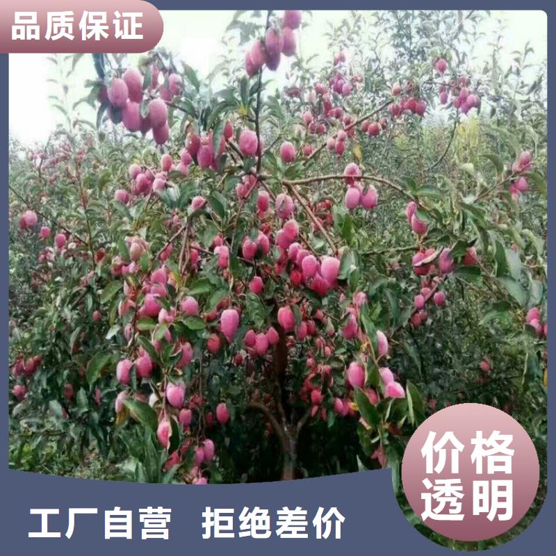 苹果红石榴苗基地质优价廉