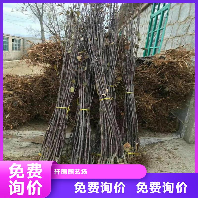 苹果苹果苗源头工厂量大优惠