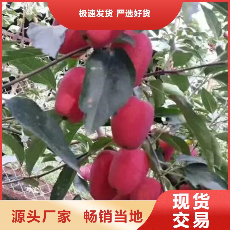 【苹果石榴树型号全价格低】