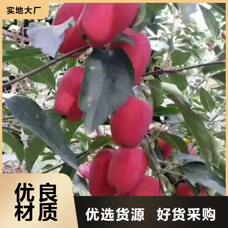 苹果苹果苗按需定做