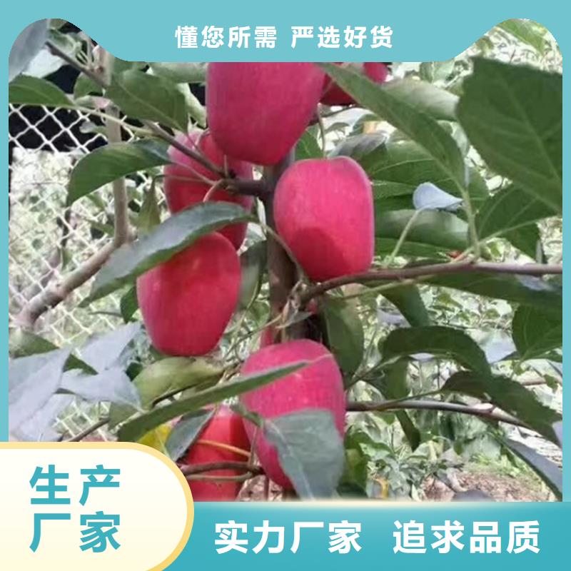 苹果苹果苗畅销本地