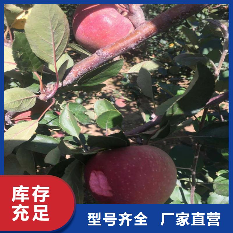 苹果桃树苗全品类现货