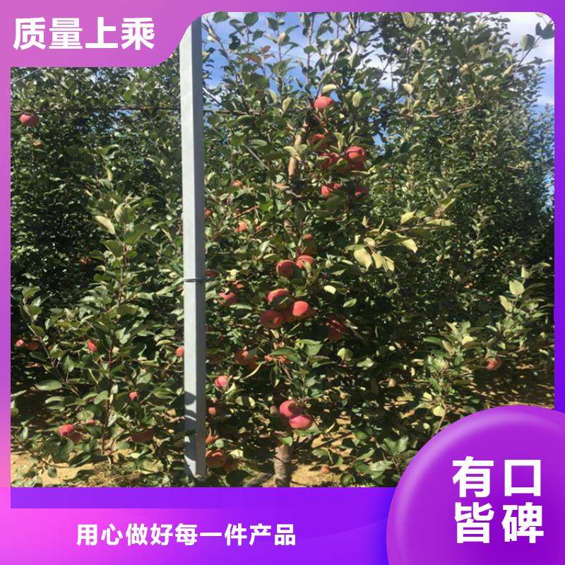 苹果-红颜草莓从源头保证品质