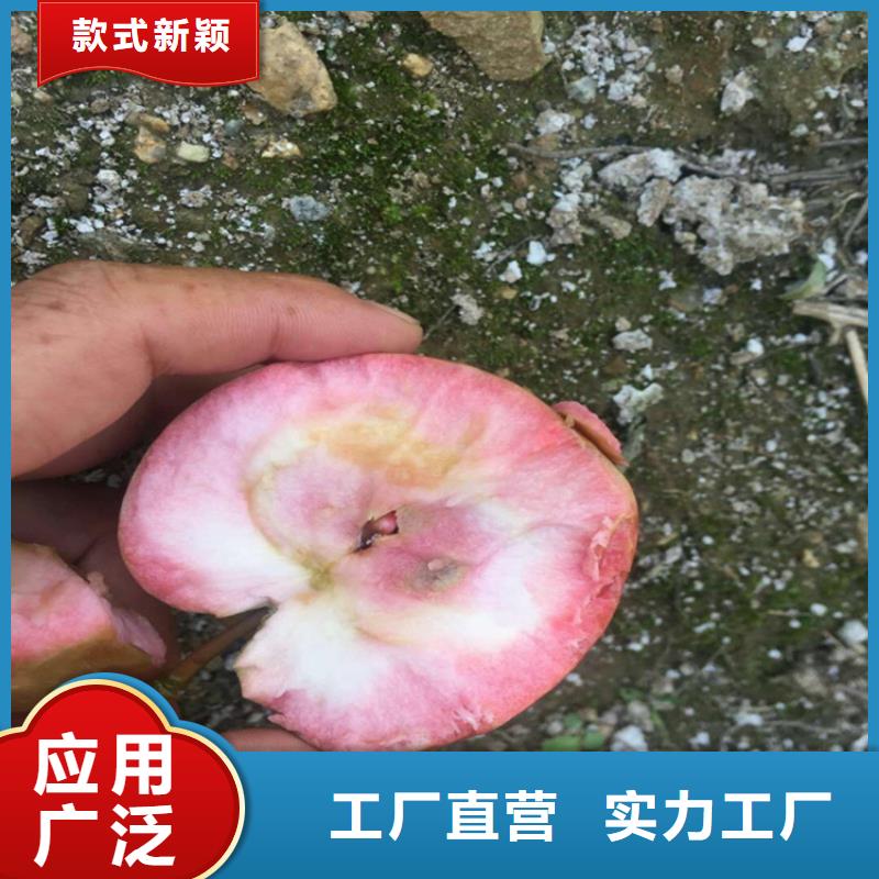 苹果,樱桃苗工艺层层把关