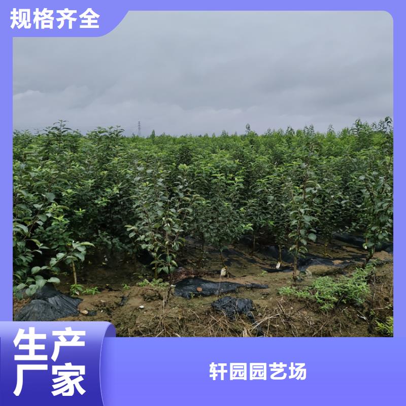 苹果苹果苗畅销本地