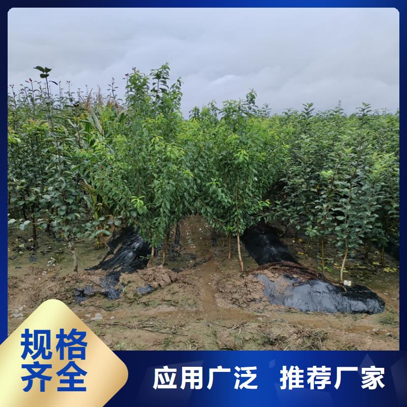 苹果石榴苗甄选好厂家