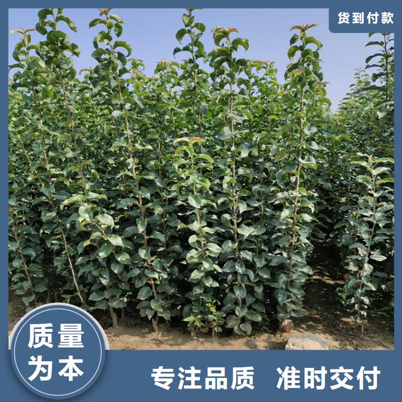 苹果苹果苗源头工厂量大优惠