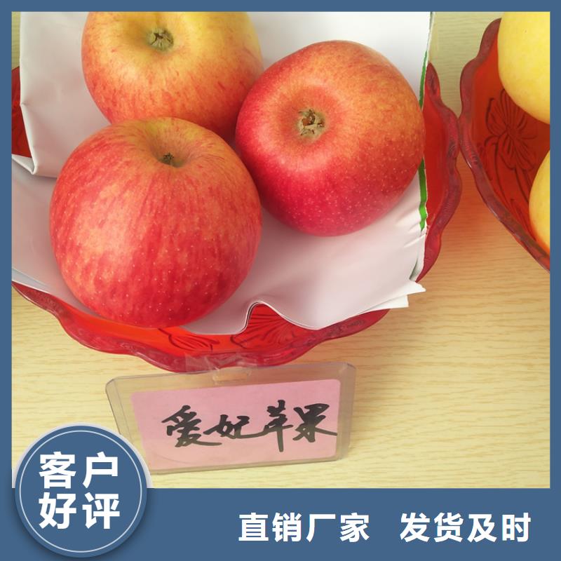 苹果-西瓜番石榴苗海量现货直销