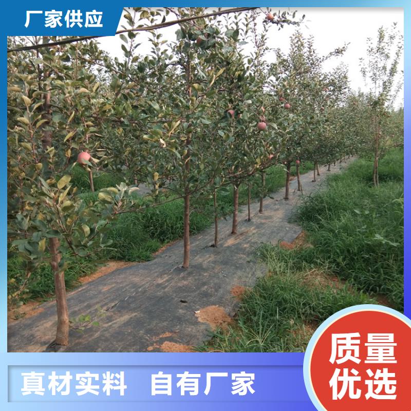 【苹果_梨树苗质保一年】