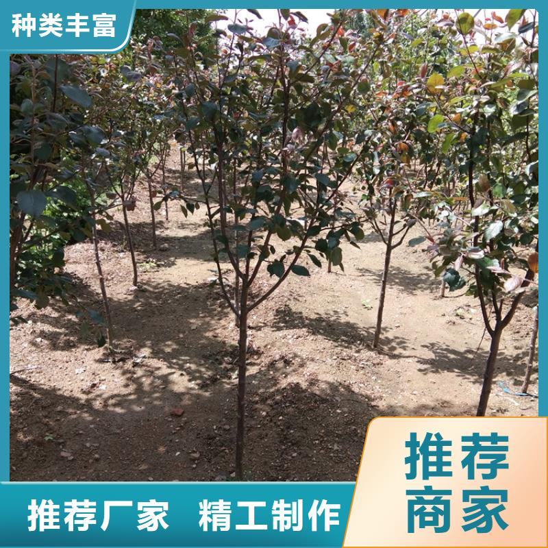 【苹果】_红石榴苗基地打造好品质