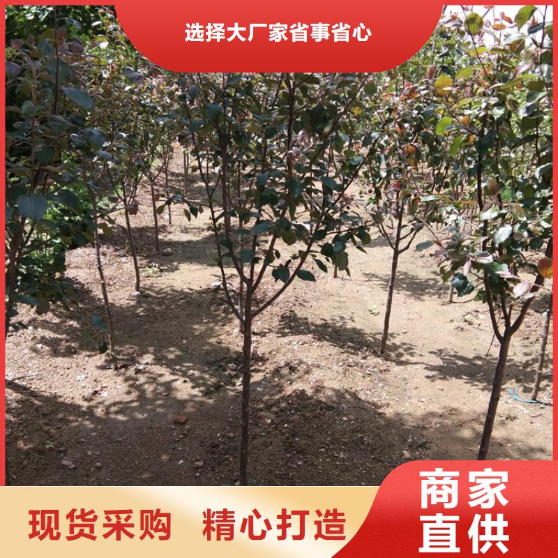 【苹果红石榴苗基地核心技术】