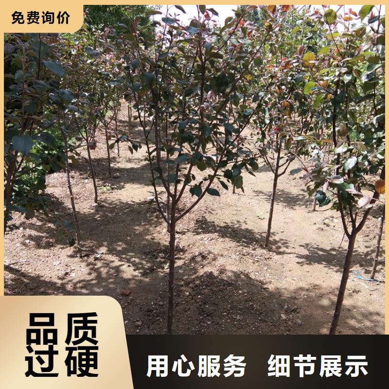 苹果_樱桃苗精工细致打造