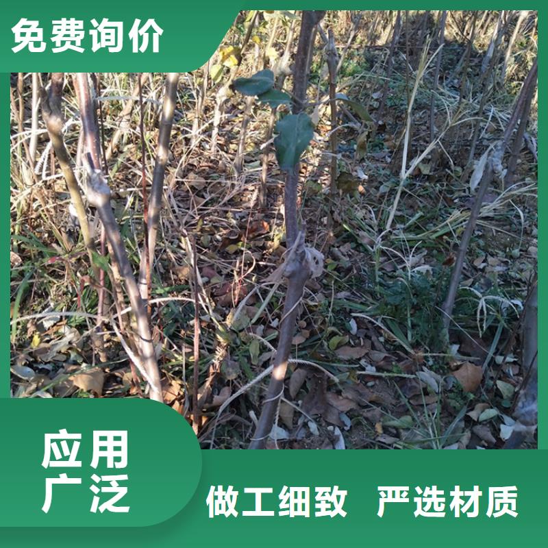 苹果苹果苗畅销本地