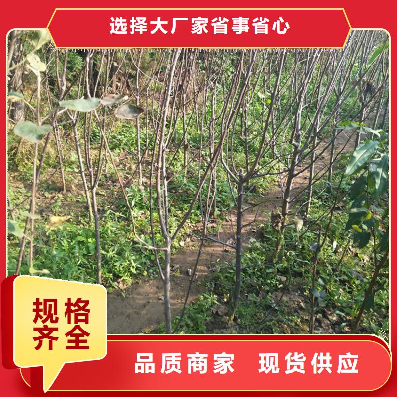 苹果_苹果苗按需定制真材实料