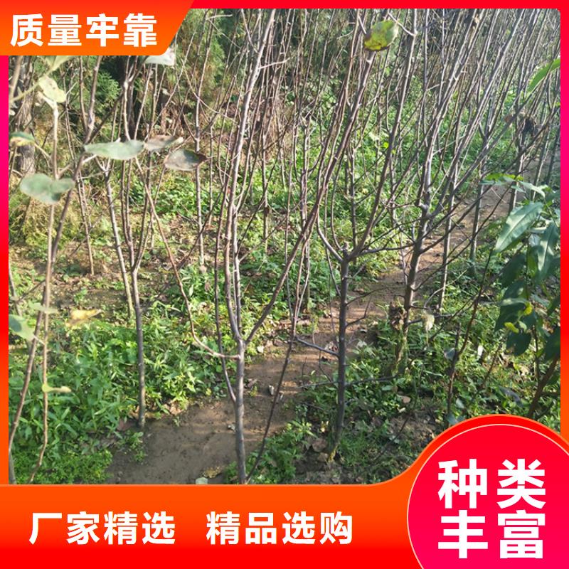 苹果桃树苗品质保障售后无忧