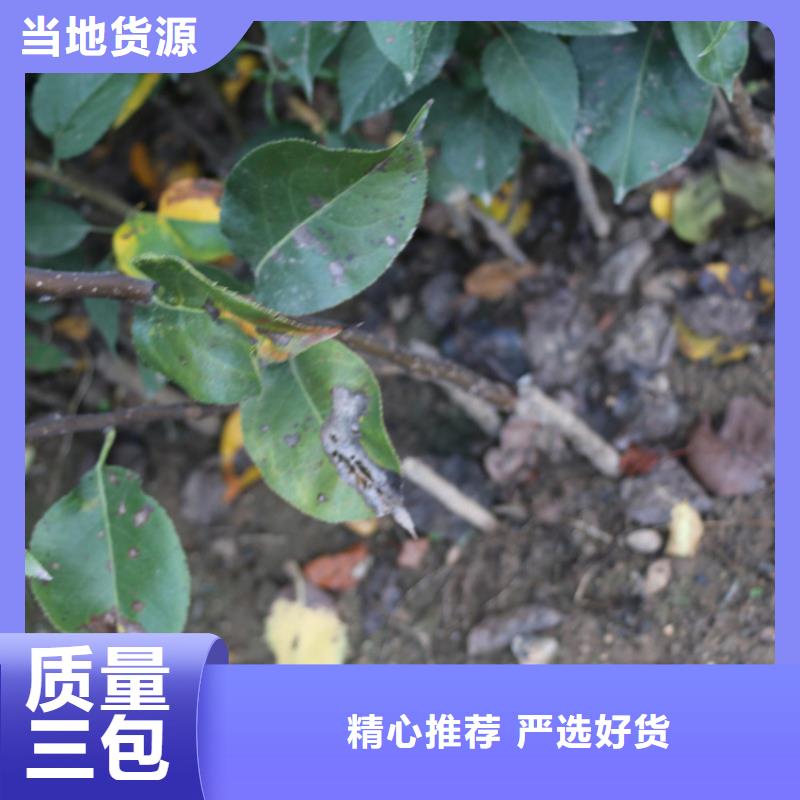 苹果桃树苗价格有优势