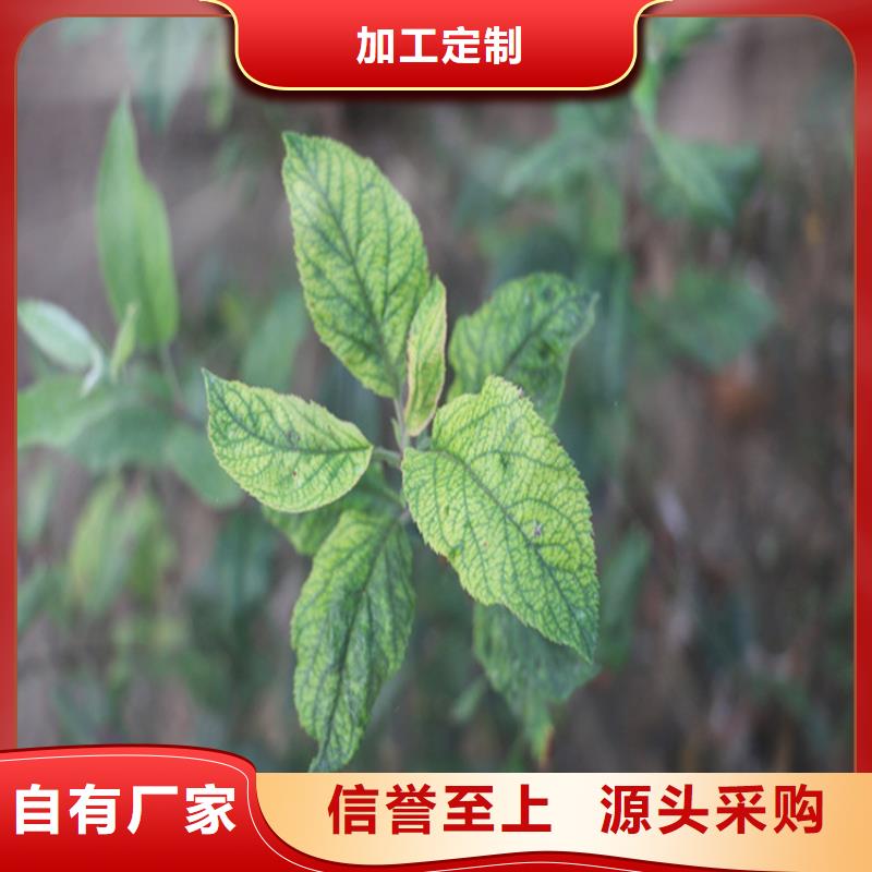 苹果樱桃苗定制不额外收费