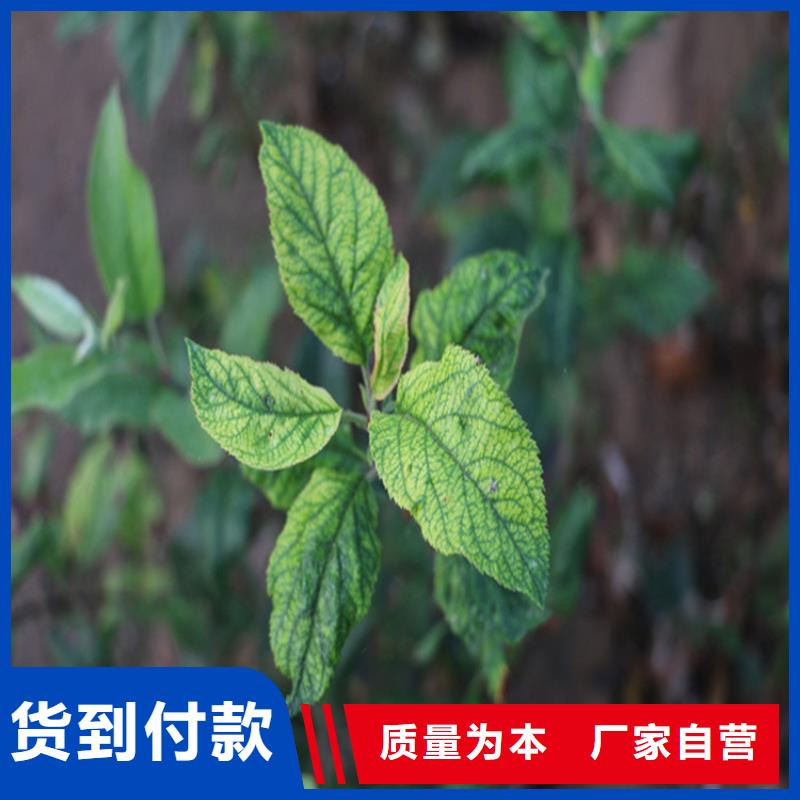 苹果苹果苗信誉有保证