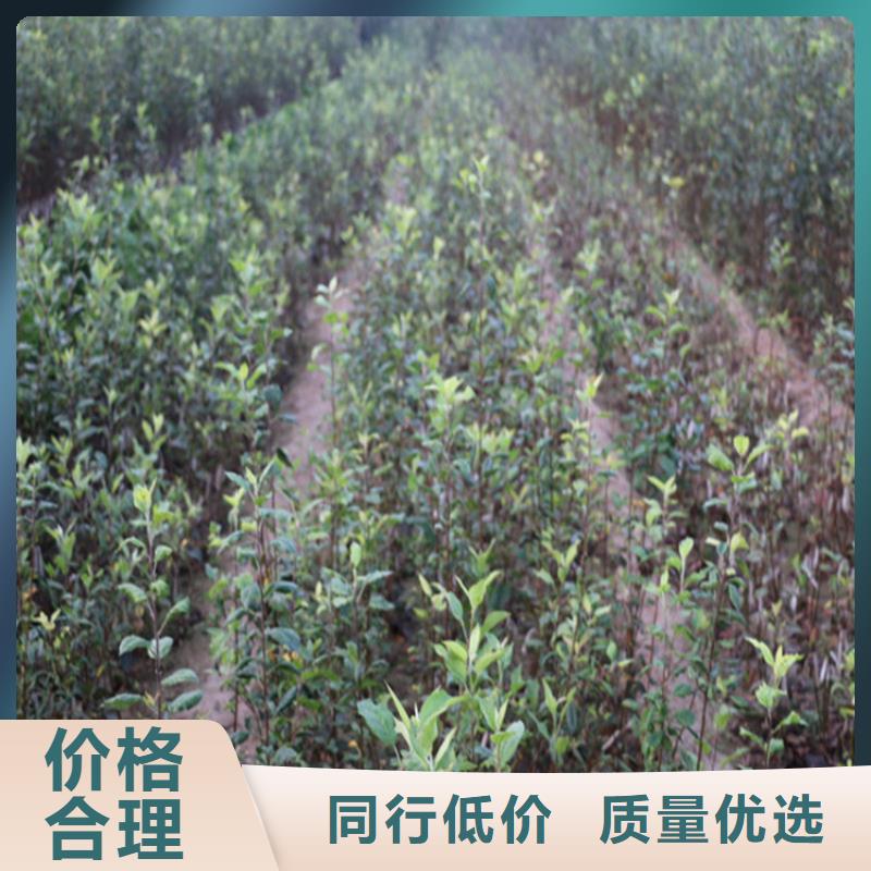 苹果,石榴苗定制不额外收费