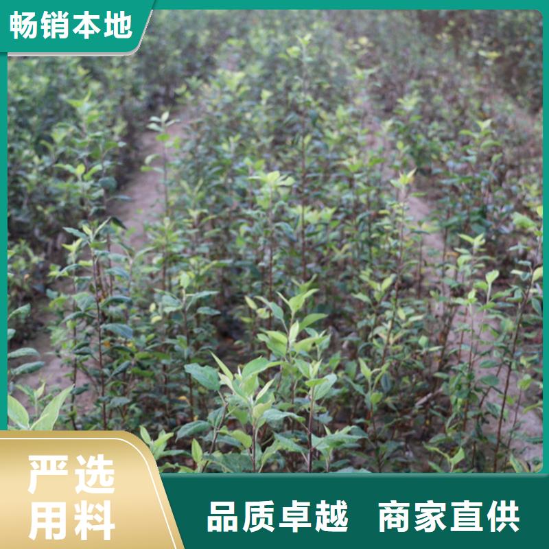 苹果-樱桃苗严选用料