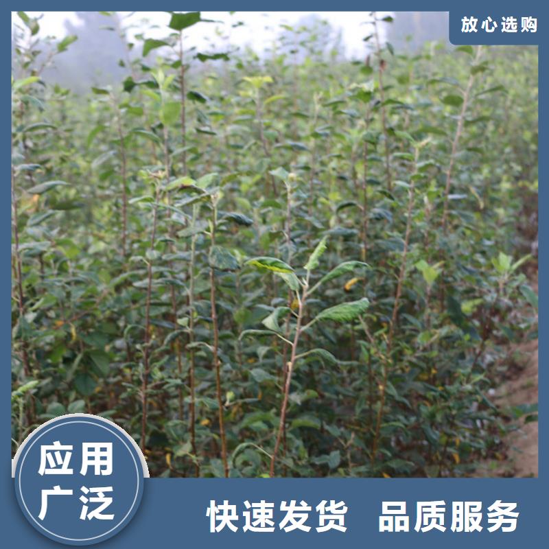 苹果樱桃苗品质好才是硬道理