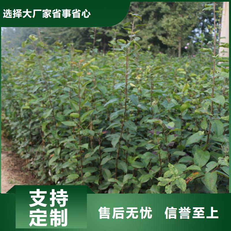 【苹果葡萄苗种类多质量好】